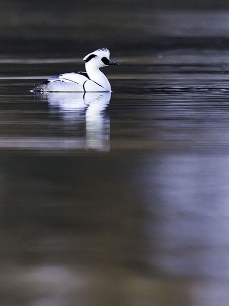 Uivelo, Smew, Mergellus albellus