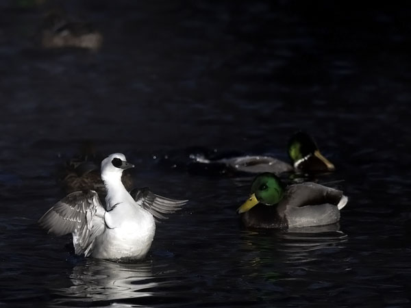 Uivelo, Smew, Mergellus albellus
