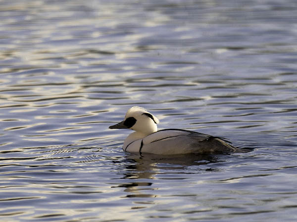 Uivelo, Smew, Mergellus albellus