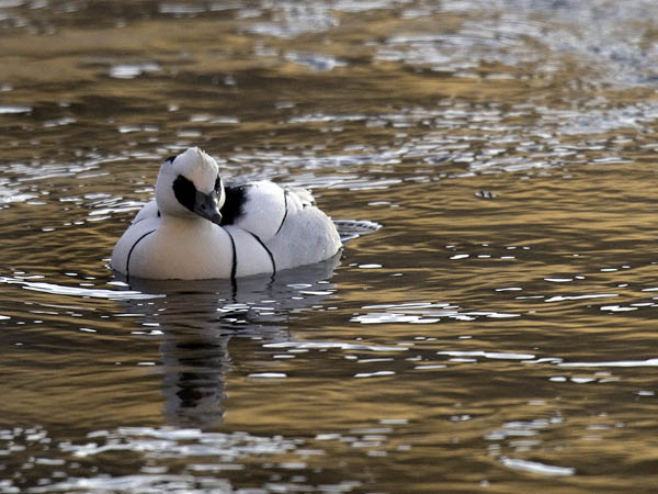 Uivelo, Smew, Mergellus albellus