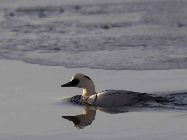 Uivelo, Smew, Mergellus albellus