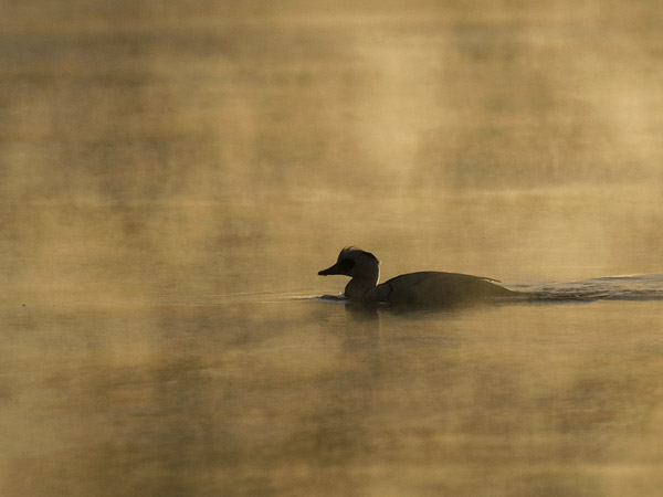 Uivelo, Smew, Mergellus albellus