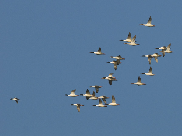 Isokoskelo, Goosander, Mergus merganser