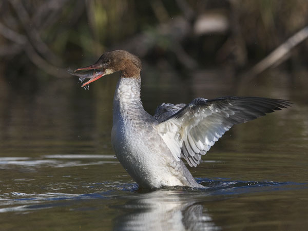 Isokoskelo, Goosander, Mergus merganser