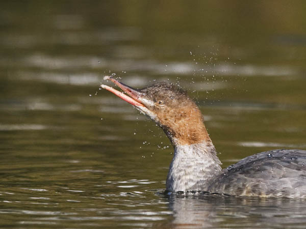 Isokoskelo, Goosander, Mergus merganser