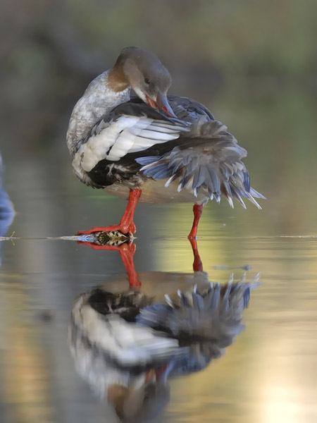 Isokoskelo, Goosander, Mergus merganser