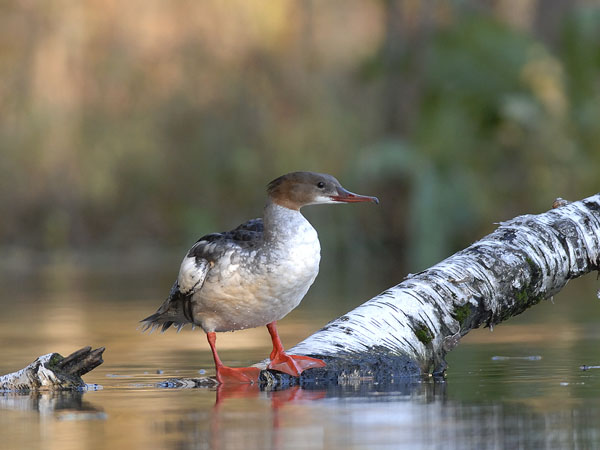 Isokoskelo, Goosander, Mergus merganser