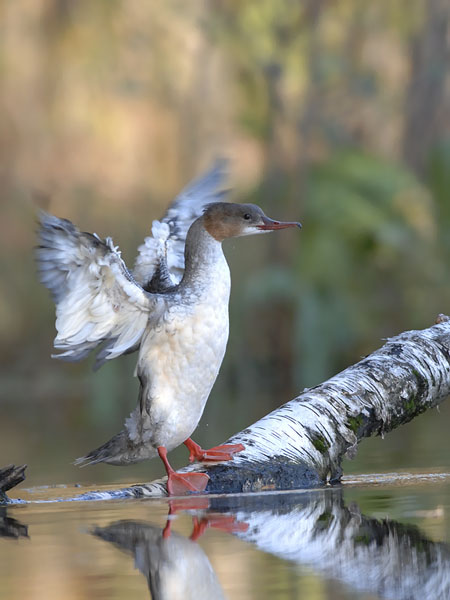Isokoskelo, Goosander, Mergus merganser