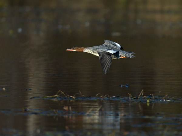 Isokoskelo, Goosander, Mergus merganser