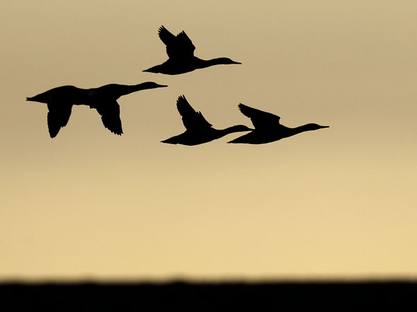 Isokoskelo, Goosander, Mergus merganser