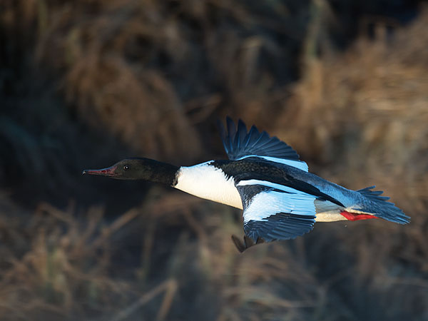 Isokoskelo, Goosander, Mergus merganser