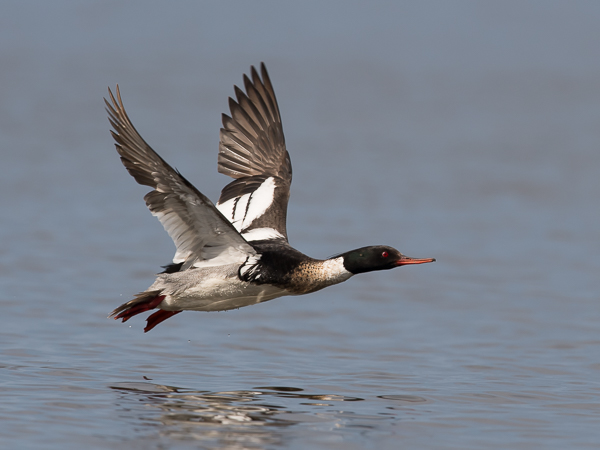Tukkakoskelo, Red-breasted Merganser, Mergus serrator