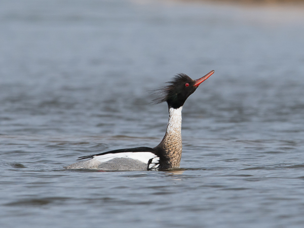 Tukkakoskelo, Red-breasted Merganser, Mergus serrator
