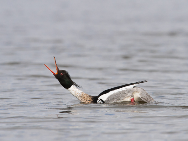 Tukkakoskelo, Red-breasted Merganser, Mergus serrator