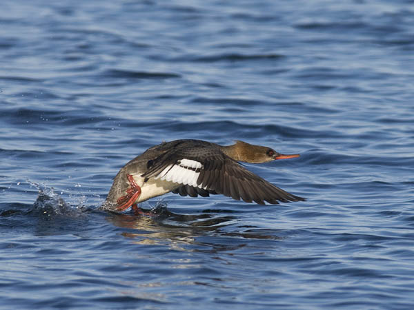 Tukkakoskelo, Red-breasted Merganser, Mergus serrator