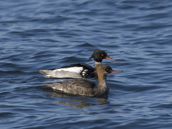 Tukkakoskelo, Red-breasted Merganser, Mergus serrator