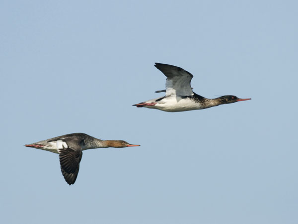 Tukkakoskelo, Red-breasted Merganser, Mergus serrator