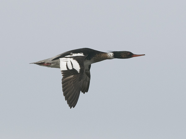 Tukkakoskelo, Red-breasted Merganser, Mergus serrator