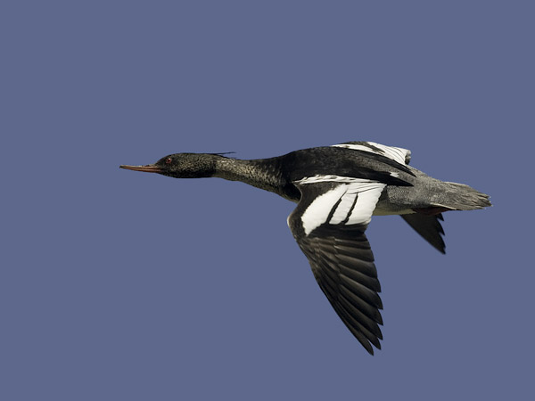 Tukkakoskelo, Red-breasted Merganser, Mergus serrator