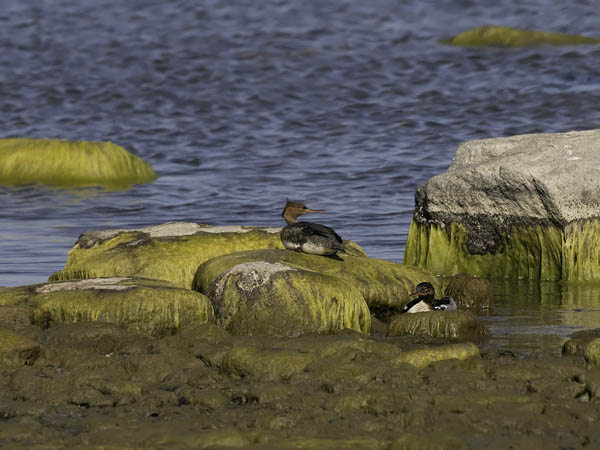Tukkakoskelo, Red-breasted Merganser, Mergus serrator