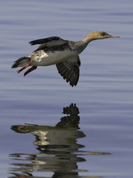 Tukkakoskelo, Red-breasted Merganser, Mergus serrator