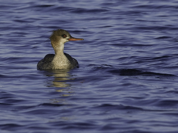 Tukkakoskelo, Red-breasted Merganser, Mergus serrator