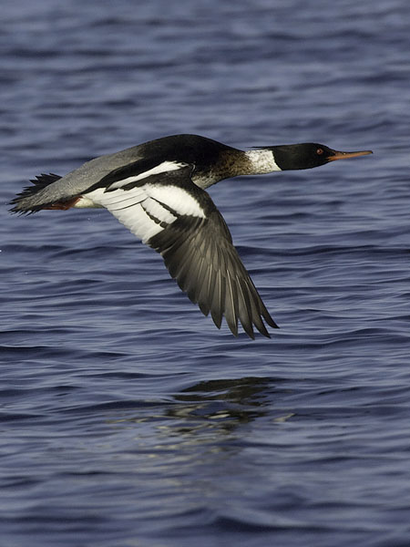Tukkakoskelo, Red-breasted Merganser, Mergus serrator