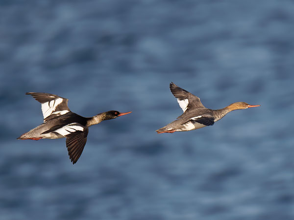 Tukkakoskelo, Red-breasted Merganser, Mergus serrator