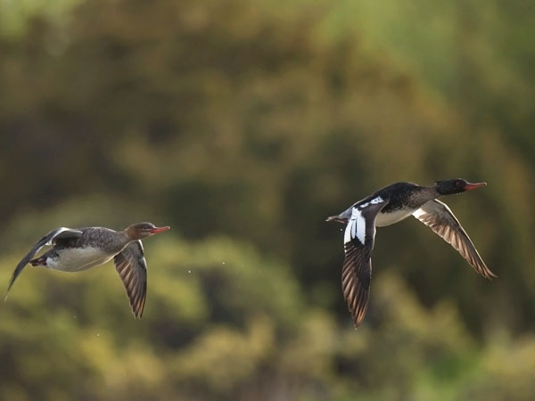 Tukkakoskelo, Red-breasted Merganser, Mergus serrator