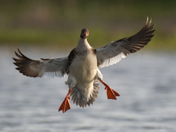 Tukkakoskelo, Red-breasted Merganser, Mergus serrator