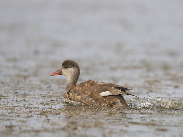 Punapäänarsku, Red-crested Pochard, Netta rufina