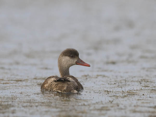 Punapäänarsku, Red-crested Pochard, Netta rufina