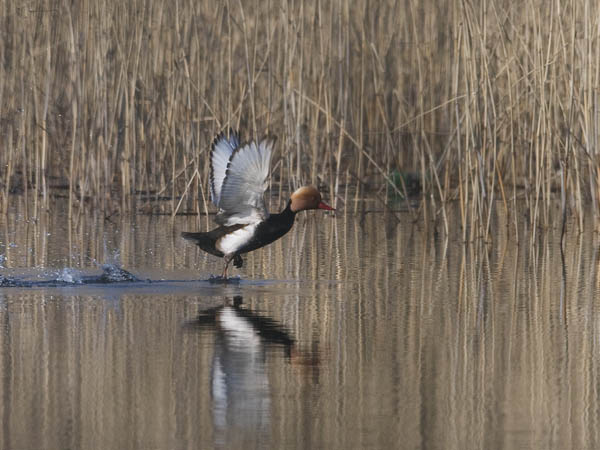 Punapäänarsku, Red-crested Pochard, Netta rufina