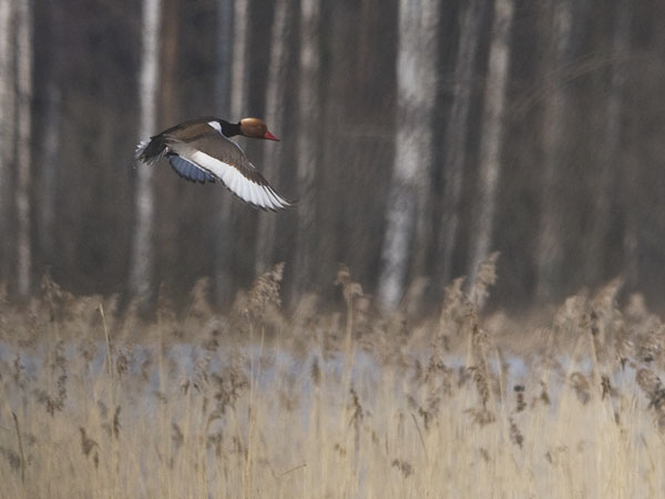 Punapäänarsku, Red-crested Pochard, Netta rufina