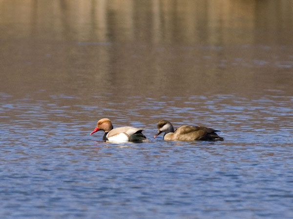 Punapäänarsku, Red-crested Pochard, Netta rufina