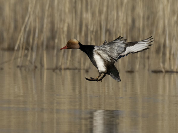Punapäänarsku, Red-crested Pochard, Netta rufina
