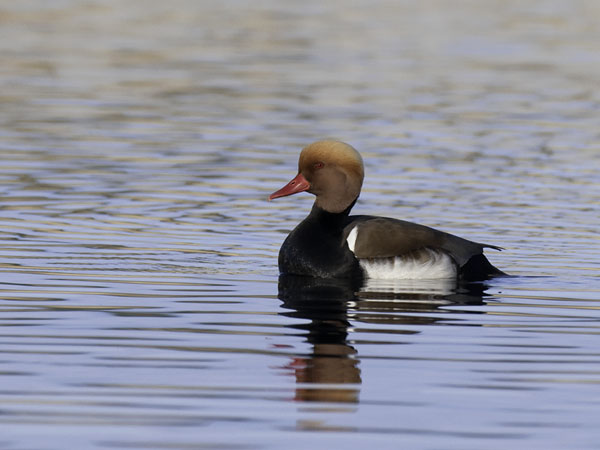 Punapäänarsku, Red-crested Pochard, Netta rufina