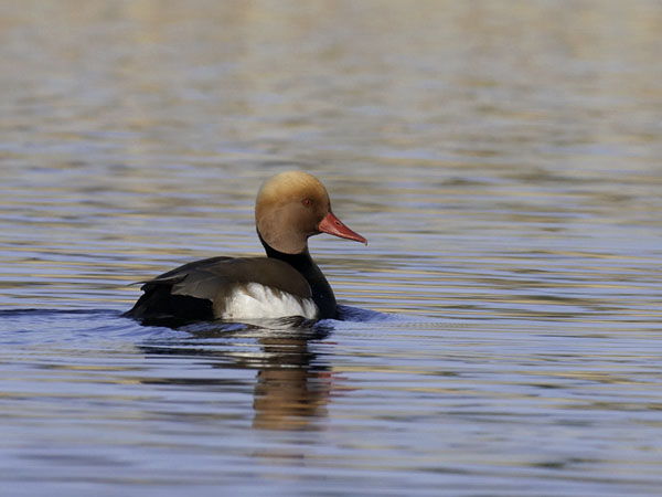 Punapäänarsku, Red-crested Pochard, Netta rufina