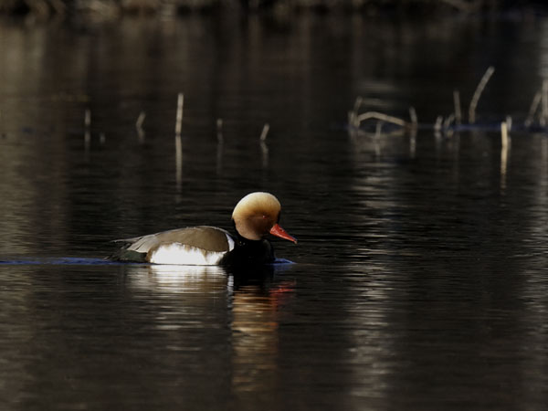 Punapäänarsku, Red-crested Pochard, Netta rufina