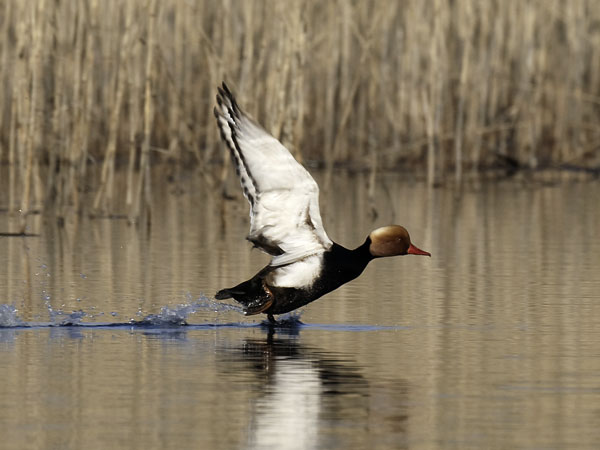 Punapäänarsku, Red-crested Pochard, Netta rufina