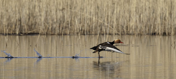Punapäänarsku, Red-crested Pochard, Netta rufina