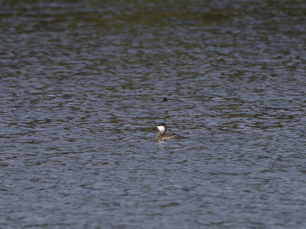 Kuparisorsa, Ruddy Duck, Oxyura jamaicensis