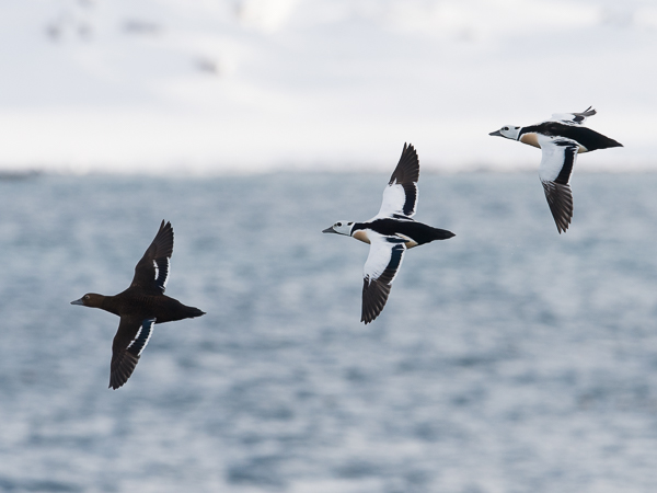 Allihaahka, Steller's Eider, Polysticta stelleri