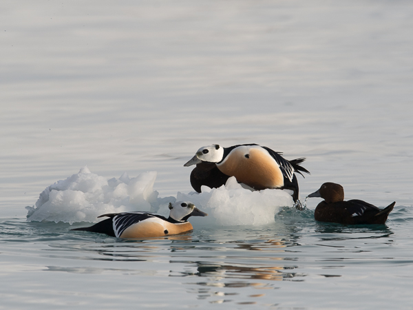 Allihaahka, Steller's Eider, Polysticta stelleri