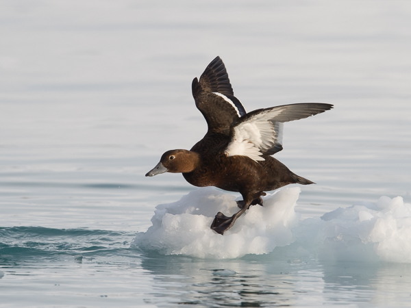 Allihaahka, Steller's Eider, Polysticta stelleri