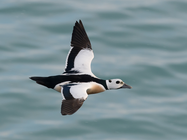 Allihaahka, Steller's Eider, Polysticta stelleri