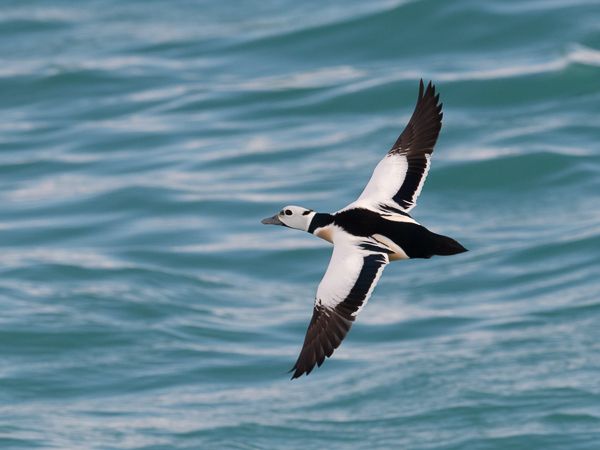 Allihaahka, Steller's Eider, Polysticta stelleri