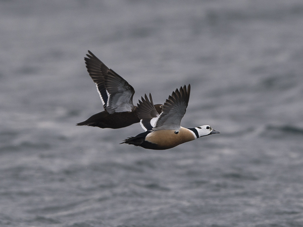 Allihaahka, Steller's Eider, Polysticta stelleri