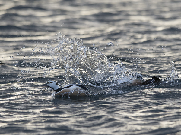 Allihaahka, Steller's Eider, Polysticta stelleri