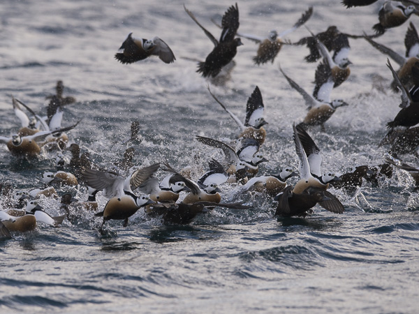 Allihaahka, Steller's Eider, Polysticta stelleri